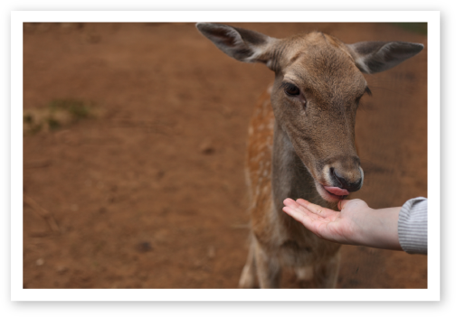 Contacto con animales