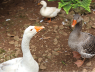 Granja para niños